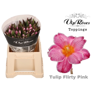 TU EN Paint FLIRTY PINK RV