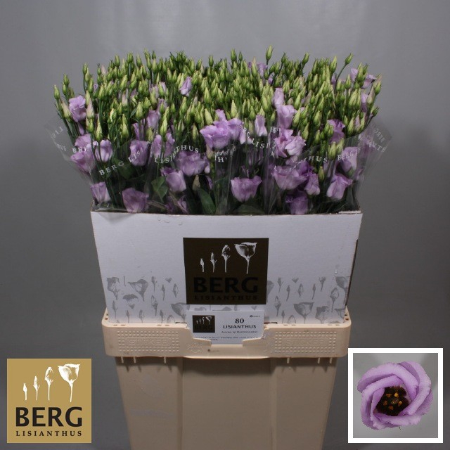 <h4>Lisianthus Piccolo Lavender</h4>