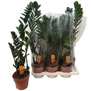 ZAMIO ZAMIIFOLIA