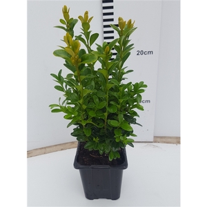 Buxus semp. Bush P8