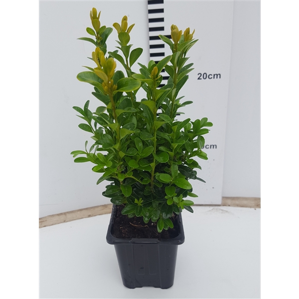<h4>Buxus semp. Bush P8</h4>
