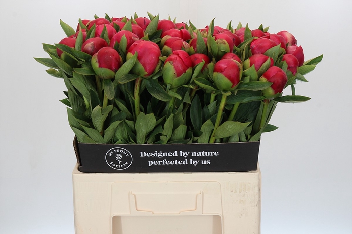<h4>Paeonia Belgravia</h4>