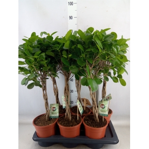 Ficus microcarpa 'Moclame'