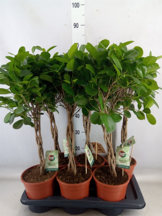 <h4>Ficus microcarpa 'Moclame'</h4>