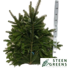 ABIES NORDMAN KILO