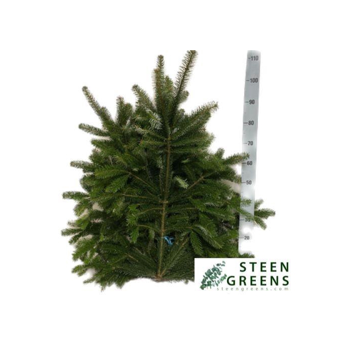 <h4>Abies Nordman Kilo</h4>