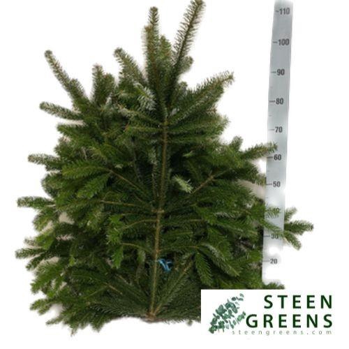 <h4>ABIES NORDMAN KILO</h4>
