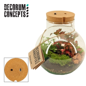 Terrarium Venus met oplaadbare led (Decorum concepts)