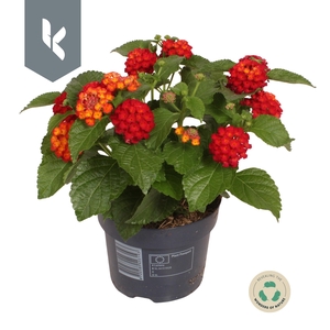 Lantana Havana Red