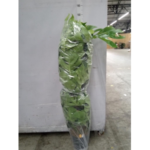 Monstera pertusum