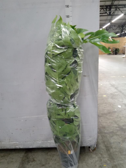 <h4>Monstera pertusum</h4>