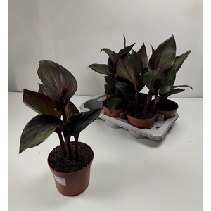 CANNA CANNOVA GEM