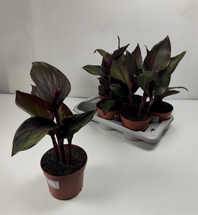 <h4>CANNA CANNOVA GEM</h4>