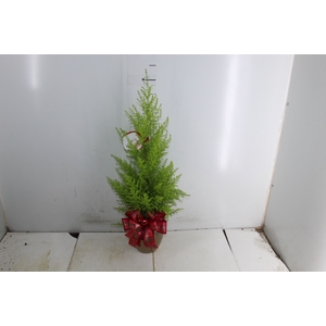 COQ. PLANTAS ORN. T4