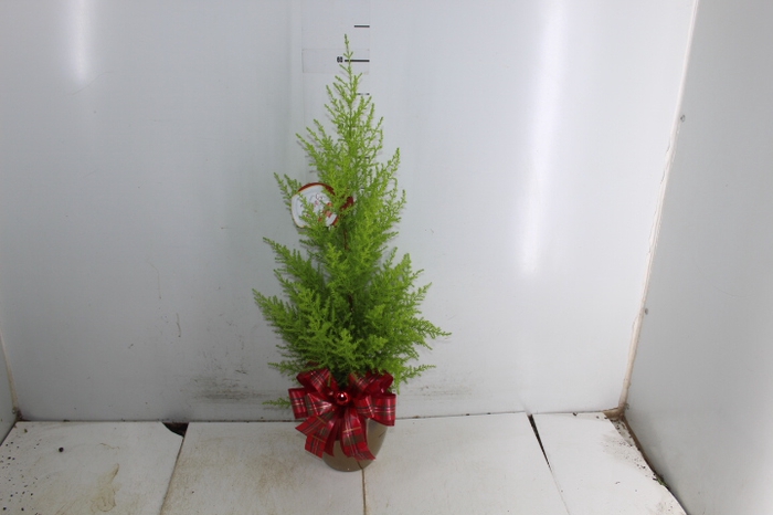 COQ. PLANTAS ORN. T4