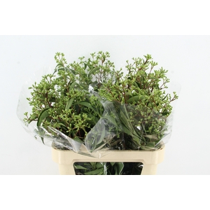 HEPTACODIUM M RO PINK STAR