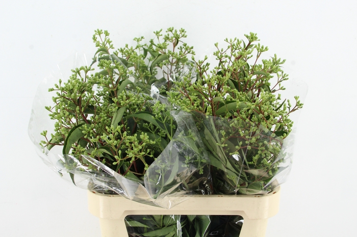 HEPTACODIUM M RO PINK STAR