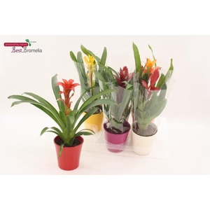 BROMELIA GEM