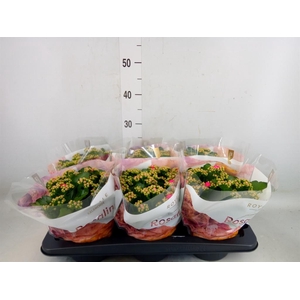 Kalanchoe blos. 'RosDon Nando'