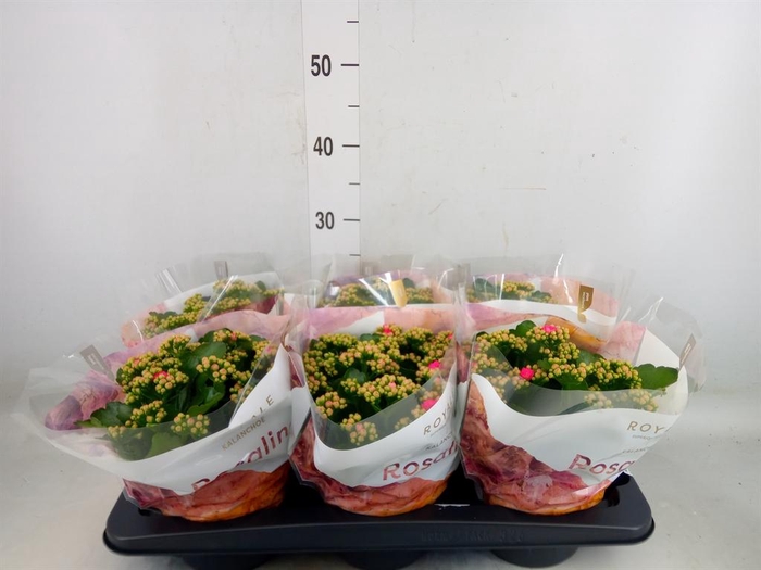 <h4>Kalanchoe blos. 'RosDon Nando'</h4>