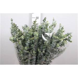 Euc Baby Blue Per Bunch 200 Gram