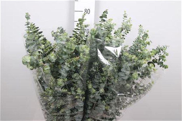 <h4>Euca Baby Blue Extra</h4>