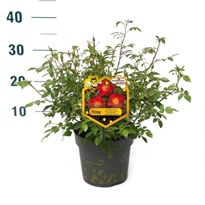 Rosa 'Light Red' - Struik - P17 - Bijenweelde