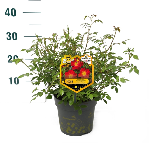 <h4>Rosa 'Light Red' - Struik - P17 - Bijenweelde</h4>