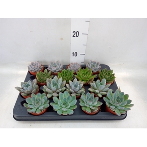 Echeveria   ...mix