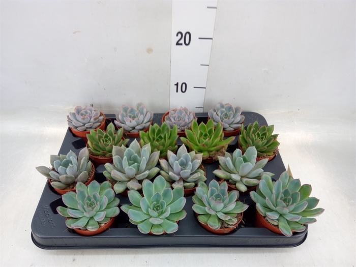 <h4>Echeveria   ...mix</h4>