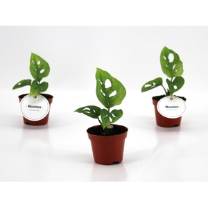 Monstera Adansonii Mint