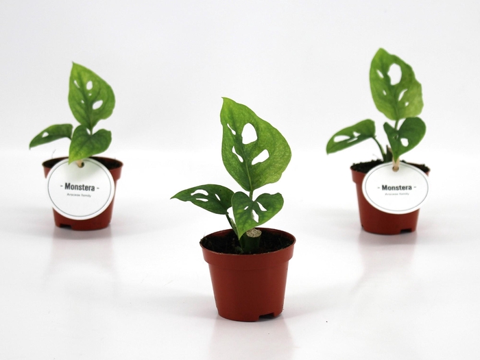 <h4>Monstera Adansonii Mint</h4>