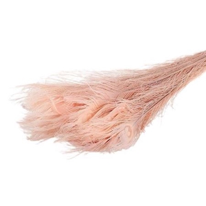 Feather Peacock Bleached Light Pink L90-100