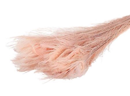 <h4>Feather Peacock Bleached Light Pink L90-100</h4>