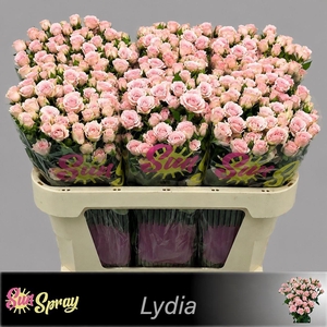 R TR LYDIA