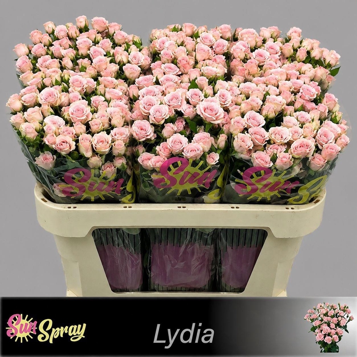 <h4>R TR LYDIA</h4>