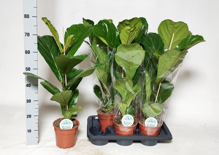 <h4>FICUS LYRATA</h4>