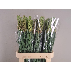 FRIT MAGIC BELLS 090CM