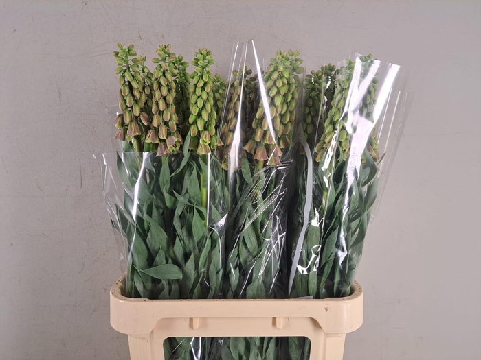 FRIT MAGIC BELLS 090CM