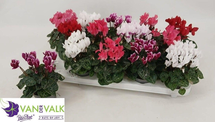 <h4>CYCL KL METIS</h4>