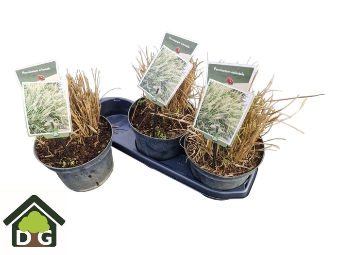 <h4>PENNI ORIENTALE</h4>