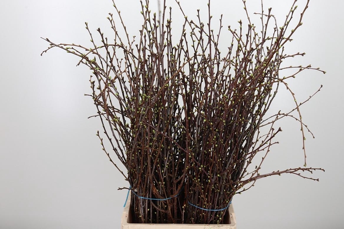 <h4>Kersebloesem P Bos</h4>