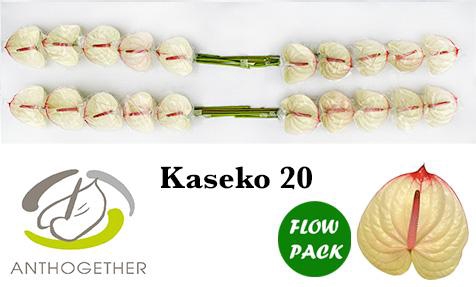 <h4>Anthurium Kaseko</h4>