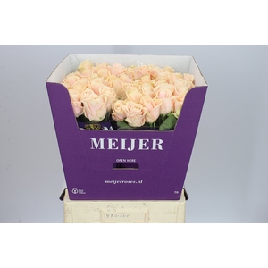 Rosa Gr Avalanche Pearl