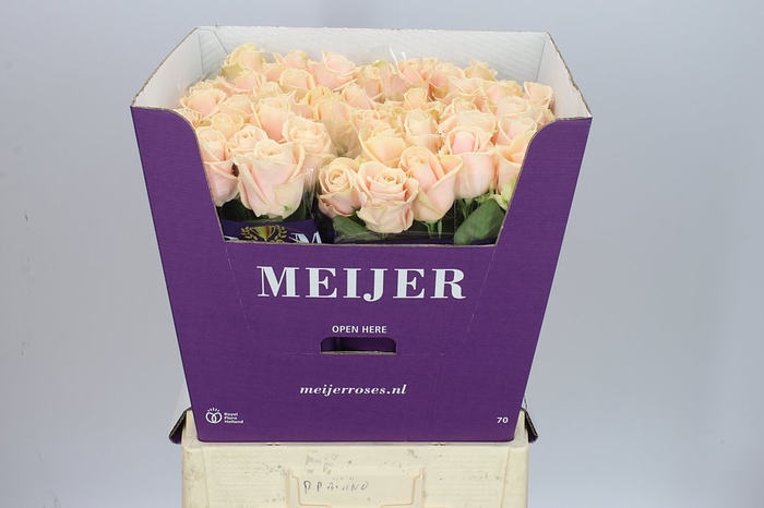 <h4>Rosa Gr Avalanche Pearl</h4>