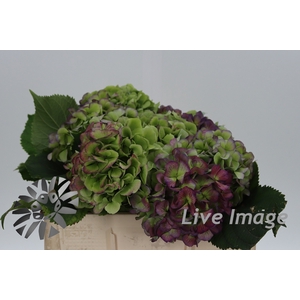 Hydrangea verena blue classic