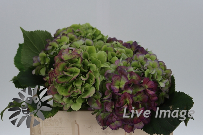 <h4>Hydrangea verena blue classic</h4>