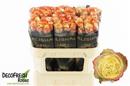 <h4>R Gr Adventure</h4>