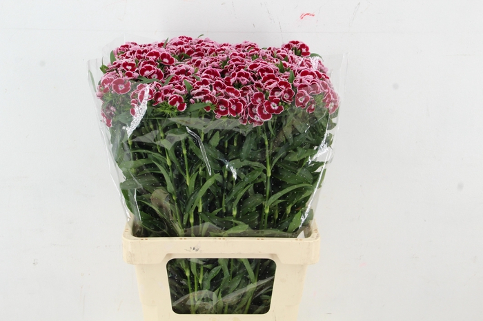 <h4>DI BARB ALDO CAPRI</h4>