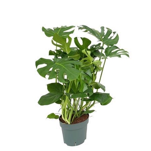 Monstera Deliciosa (bark)